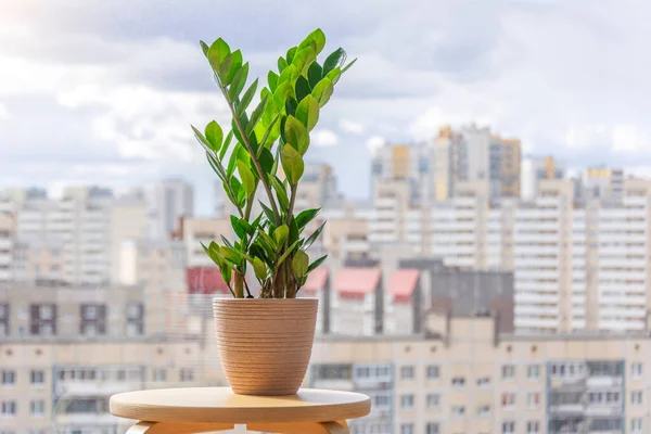 Planta Zamioculcas Verde Sobre Soporte Madera Una Habitación Soleada Distancia —  Fotos de Stock