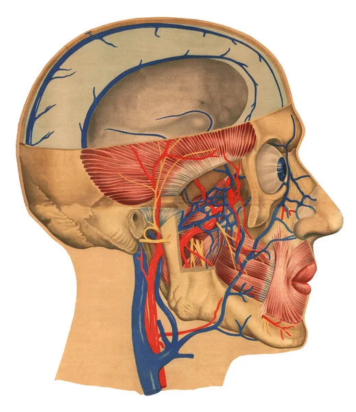 Ανθρώπινο Κεφάλι Φέτα Προφίλ Πλευρά Άποψη Βαθιά Σχηματισμούς Του Προσώπου — Φωτογραφία Αρχείου