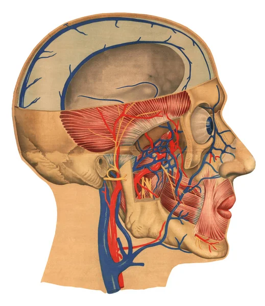 Cabeza Humana Rebanada Perfil Vista Lateral Profundas Formaciones Faciales Estructura — Foto de Stock