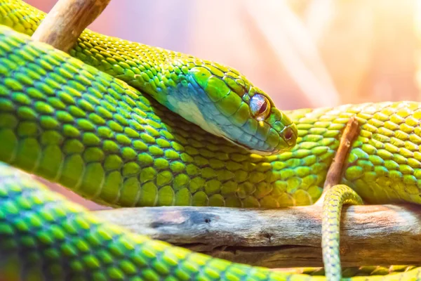 Serpiente Venenosa Verde Sentada Ramas Bosque Lluvioso Cazando Presas — Foto de Stock