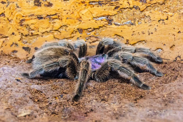 Černý Fialovým Odstínem Obří Tarantula Pavouk Sedí Zemi Lese — Stock fotografie