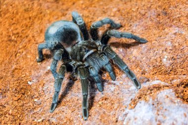 Siyah dev tarantula örümceği ormanda yerde oturuyor.