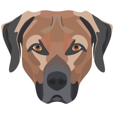 Resimde köpek Labrador yaratıcı kullanılmak üzere grafik tasarım