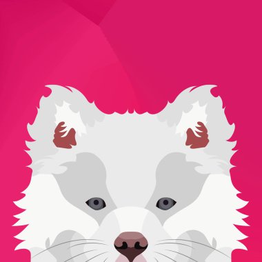 Resimde köpek Fin Lapphund duvardan arıyorsunuz