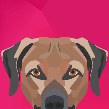 Resimde köpek Labrador duvardan arıyorsunuz