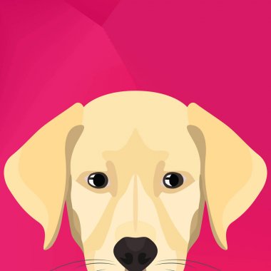 Resimde köpek Labrador duvardan arıyorsunuz