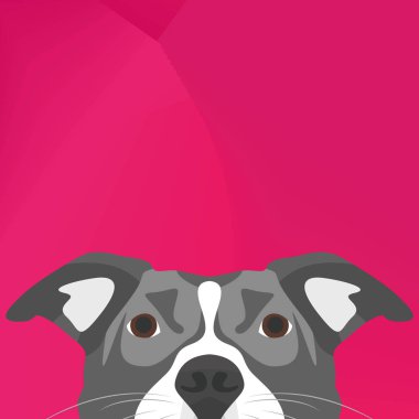 Resimde köpek Pitbull duvardan arıyorsunuz