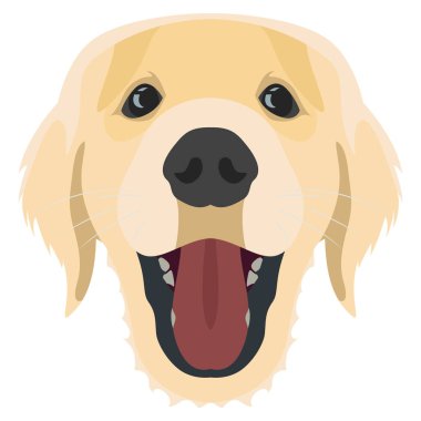 Resimde Golden Retriever köpek