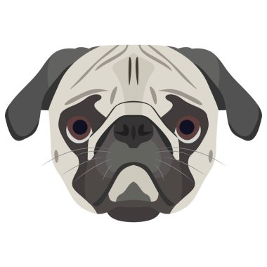 Resimde köpek pug