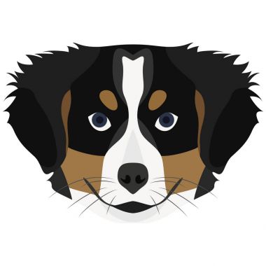 Resimde köpek Bernese dağ köpeği