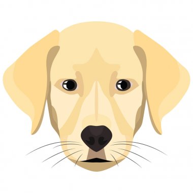 Resimde Golden Retriever köpek