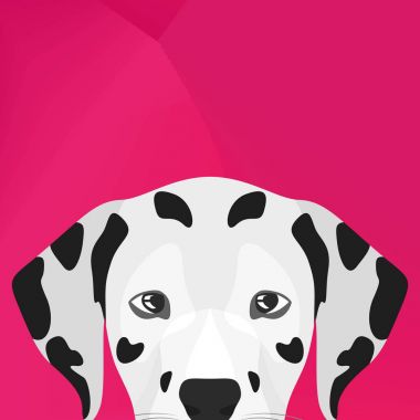 Resimde köpek duvarın üzerinden seyir Dalmaçya