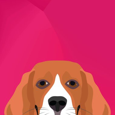 Resimde köpek beagle duvardan arıyorsunuz