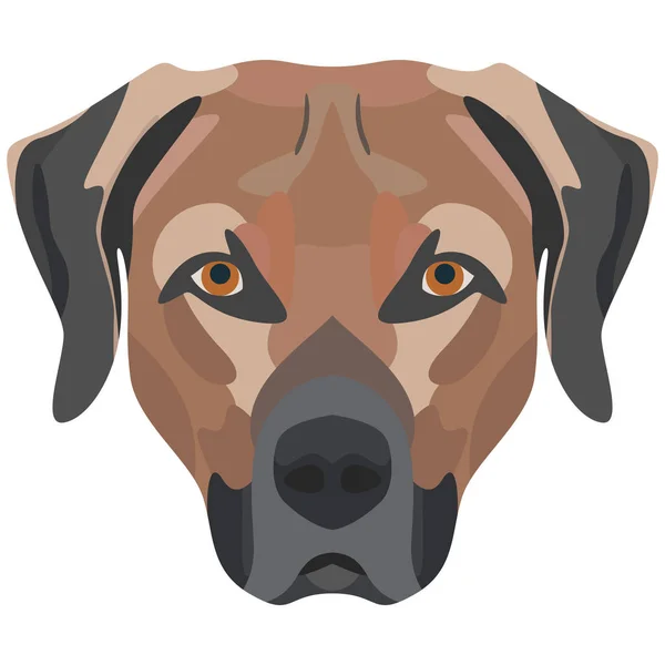 Illustration Dog Labrador — Stock Vector