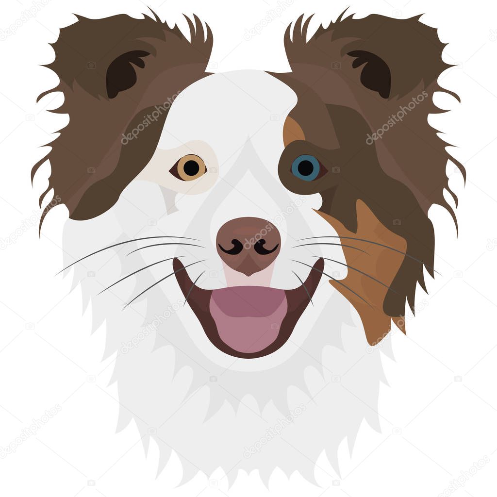 Illustration Dog Border Collie