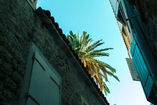 Palmiers dans la vieille ville de Budva — Photo