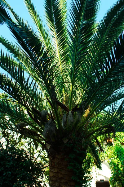 Grüne Palme — Stockfoto