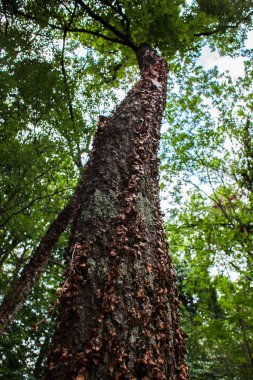 Orman yeşil yaprak döken ağaçlar 