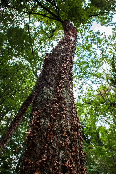 Orman yeşil yaprak döken ağaçlar 