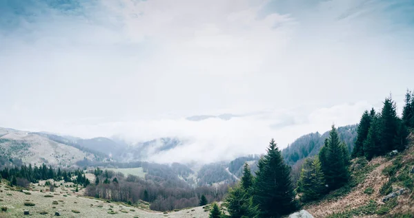 Vista della foresta di montagne — Foto Stock