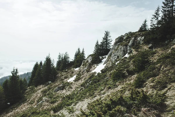 산 숲의 보기 — 스톡 사진