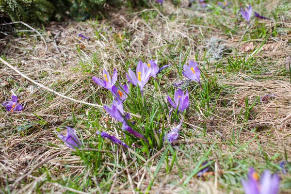 Purple flowers in mountains — Stock Photo, Image