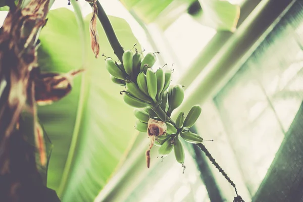 Grüne Bananen am Baum — Stockfoto