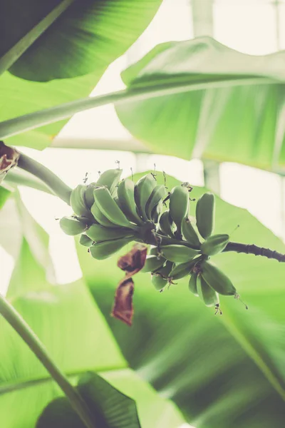 Grüne Bananen am Baum — Stockfoto