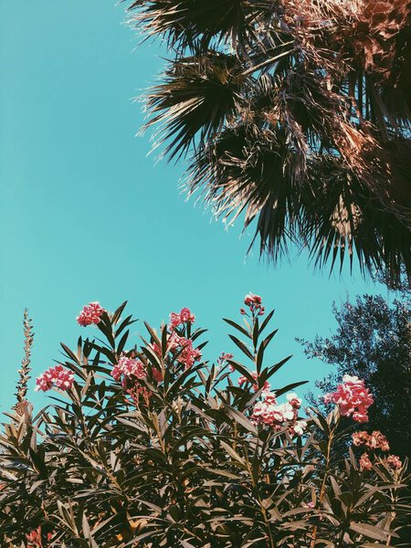 Tropical palm and flowers — Stock Photo, Image
