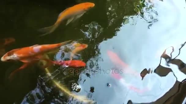 Peixe Koi em águas límpidas — Vídeo de Stock