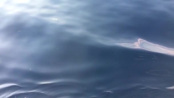 Води Середземного моря — стокове відео
