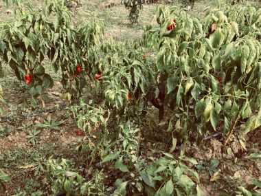 sahada biber bitkiler