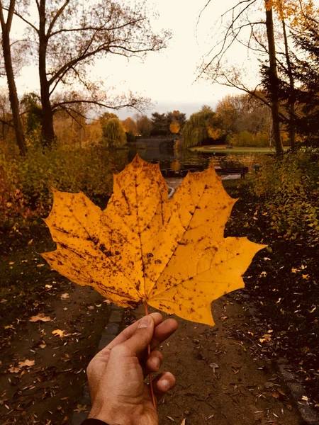 Podzimní Park Bonnu Jezerem — Stock fotografie