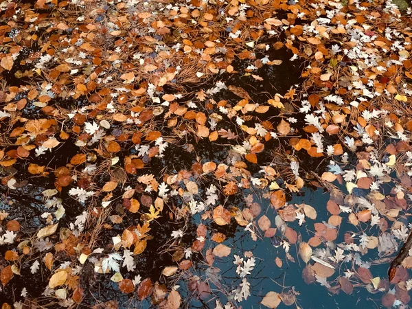 Autmnal Bonn Park Günbatımı Üzerinde — Stok fotoğraf