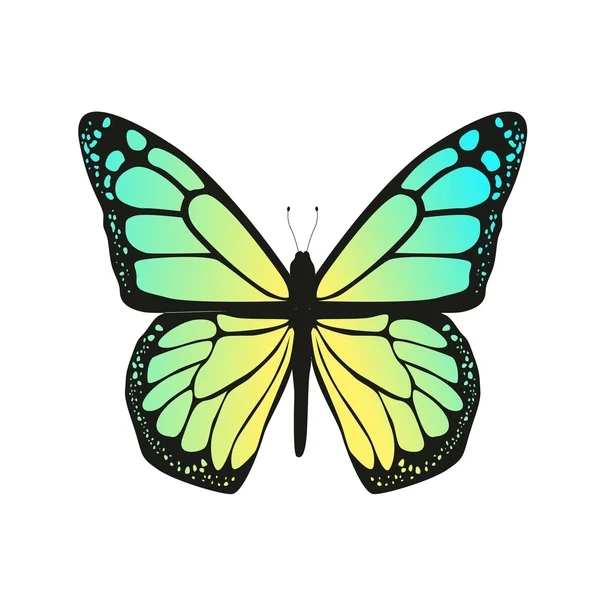 The butterfly with blue wings — Stock Vector