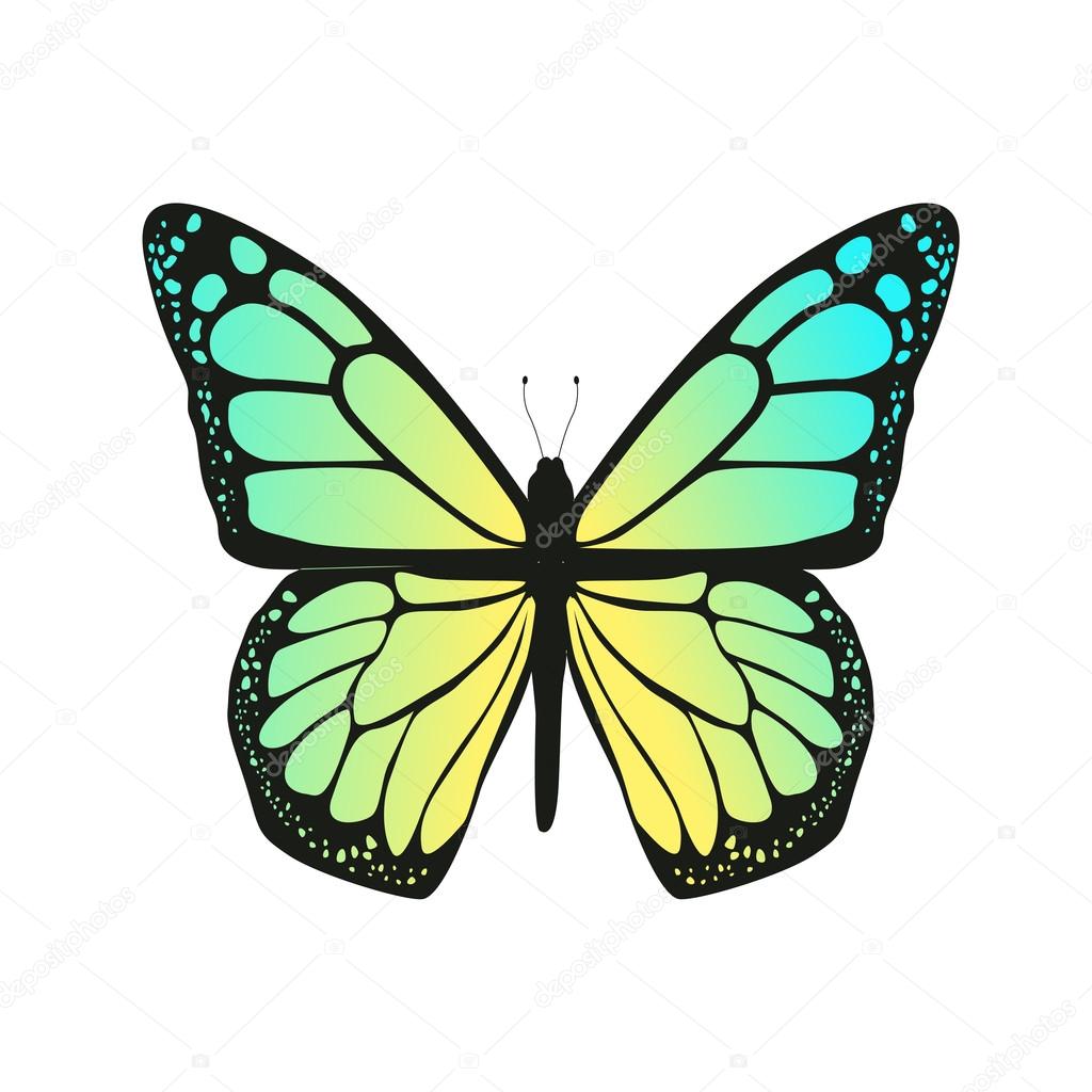 The Butterfly With Blue Wings Stock Vector Image By C Byvivik The Butterfly With Blue Wings Stock Vector Image By C Byvivik