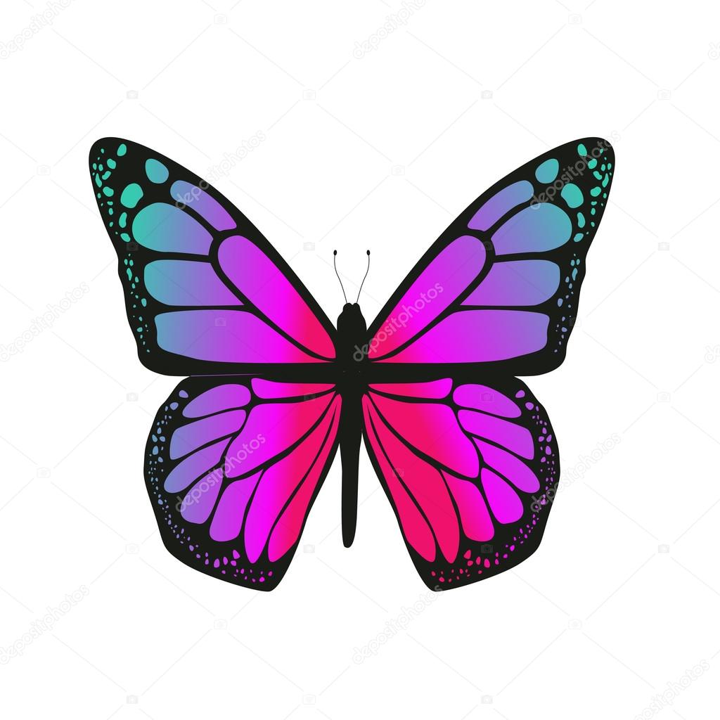 The butterfly with pink wings