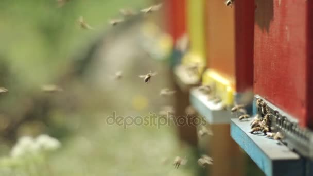 Un essaim d'abeilles avec du miel — Video