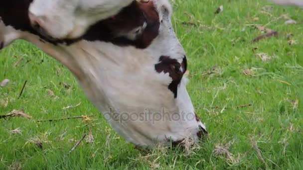 Красивая корова на лугу — стоковое видео