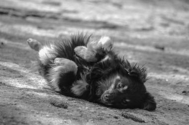 Küçük bir siyah köpek oynar