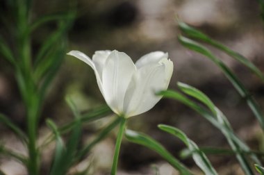 Bahçede yalnız Beyaz Lale