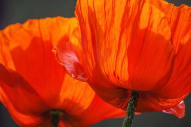 İki büyük kırmızı haşhaş