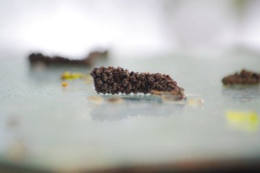 Solmuş ceviz çiçekler