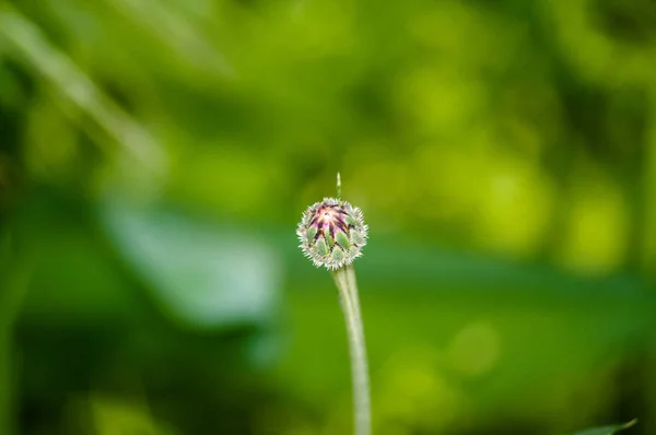 Güzel alan knapweed — Stok fotoğraf
