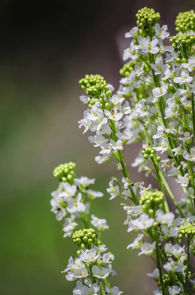 Güzel horseradish çiçekler — Stok fotoğraf