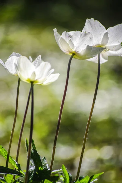 Skupina bílých květů v zahradě — Stock fotografie