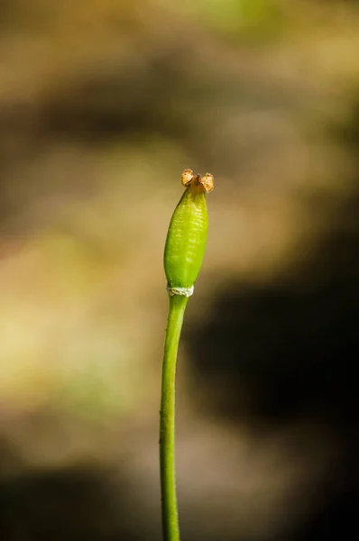 Tulipa desapareceu e permaneceu sementes — Fotografia de Stock