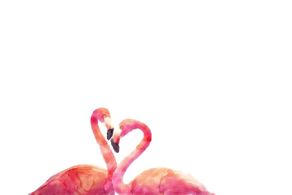İki pembe flamingo suluboya çizimi.