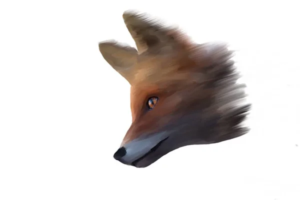 Head Red Fox White Background Drawing — 스톡 사진