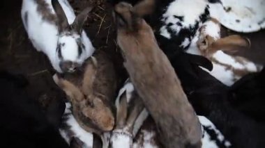 Tavşanlar bedava kafeste koşar. Erkekler ve dişiler oynar.